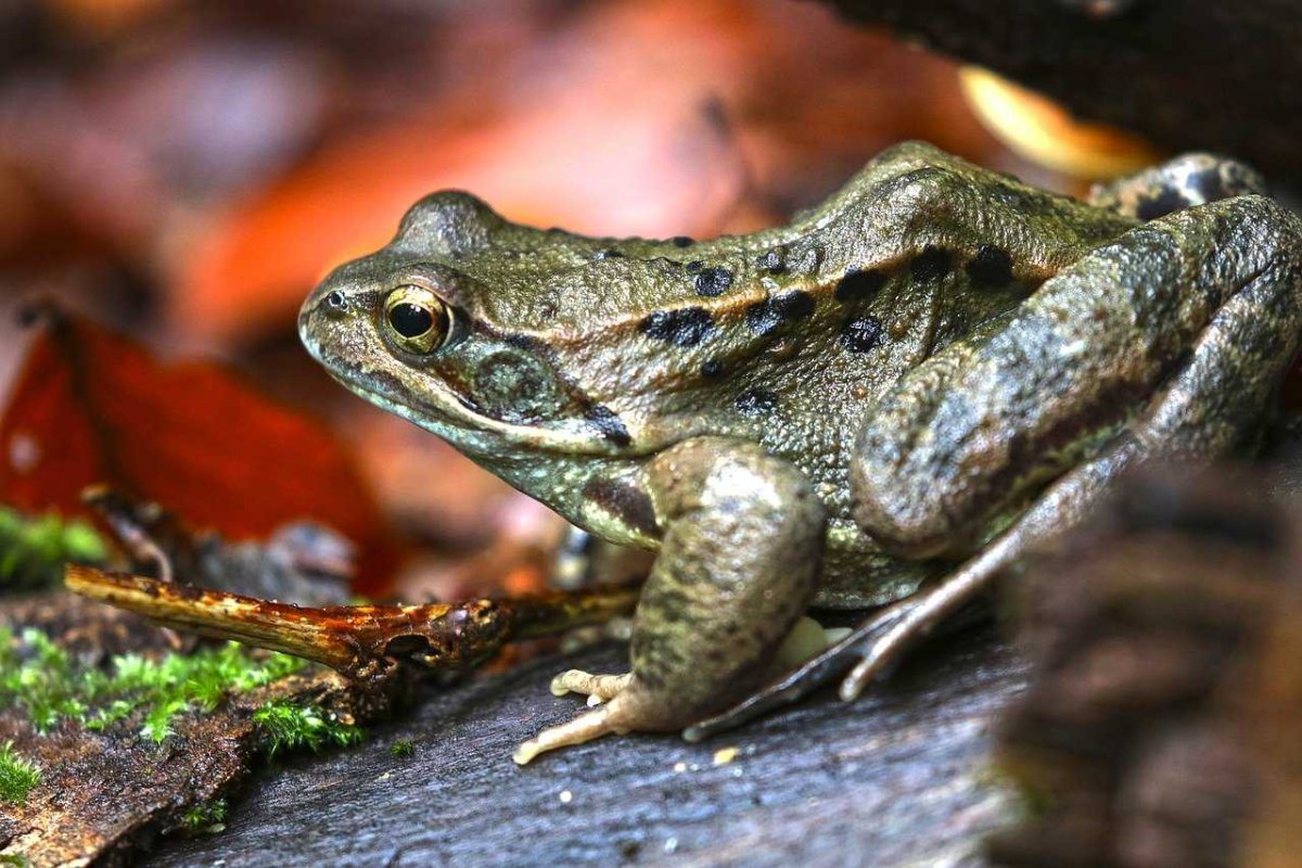 Сибирская лягушка Rana amurensis