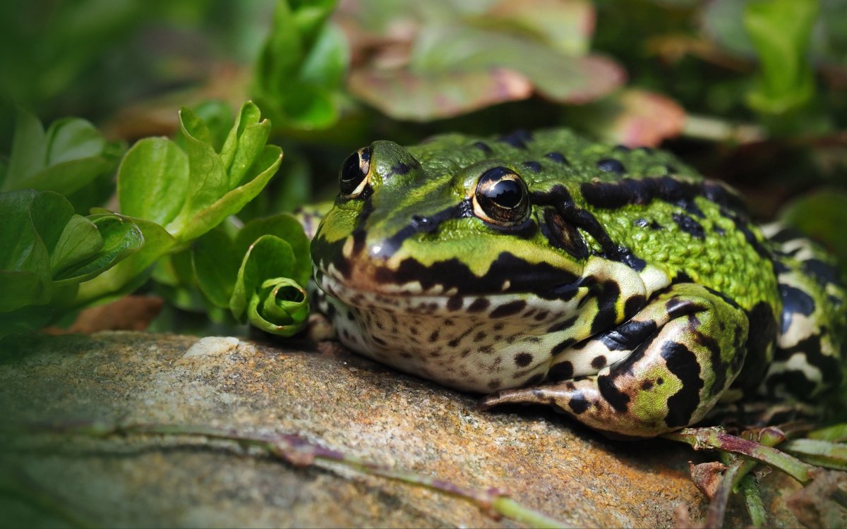 Лягушка Арлекин Коста Рика