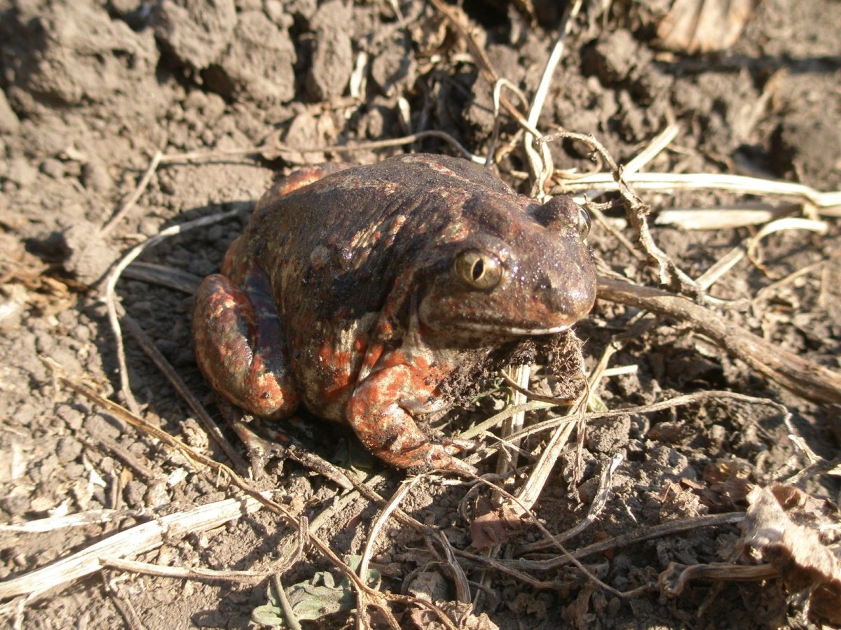 Норы Земляной Жабы