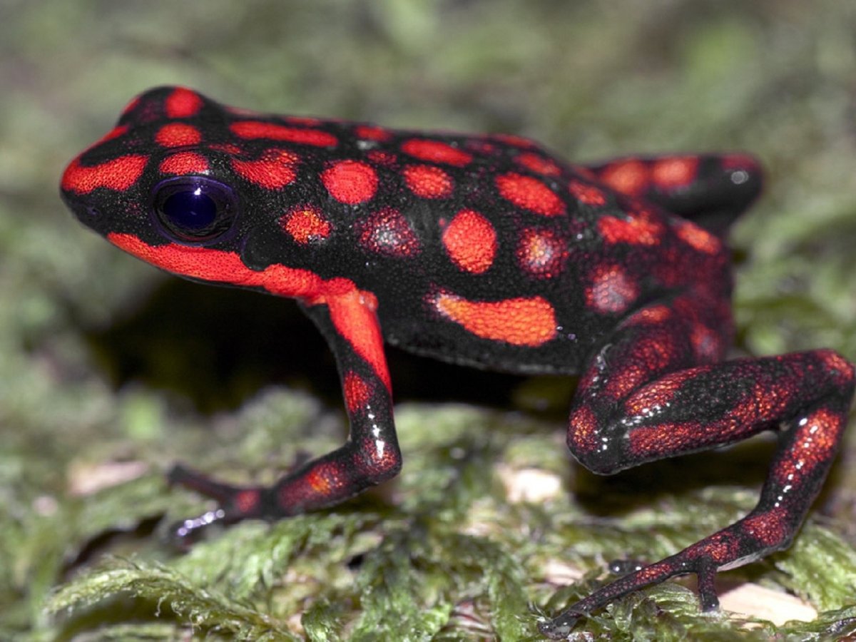 Ядовитая лягушка древолаз красная