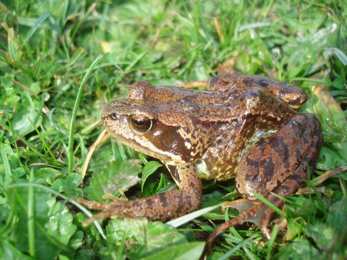Бурая травяная лягушка