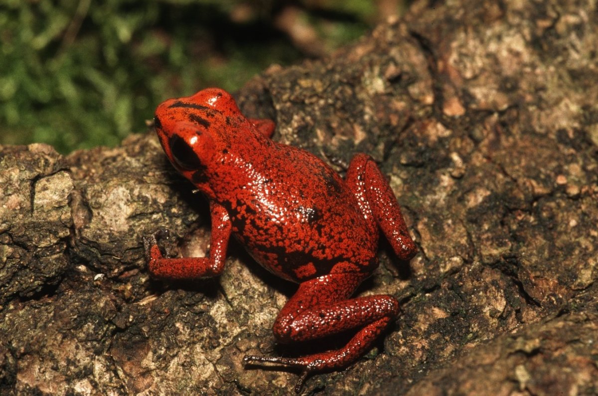 Лягушка с красным брюхом