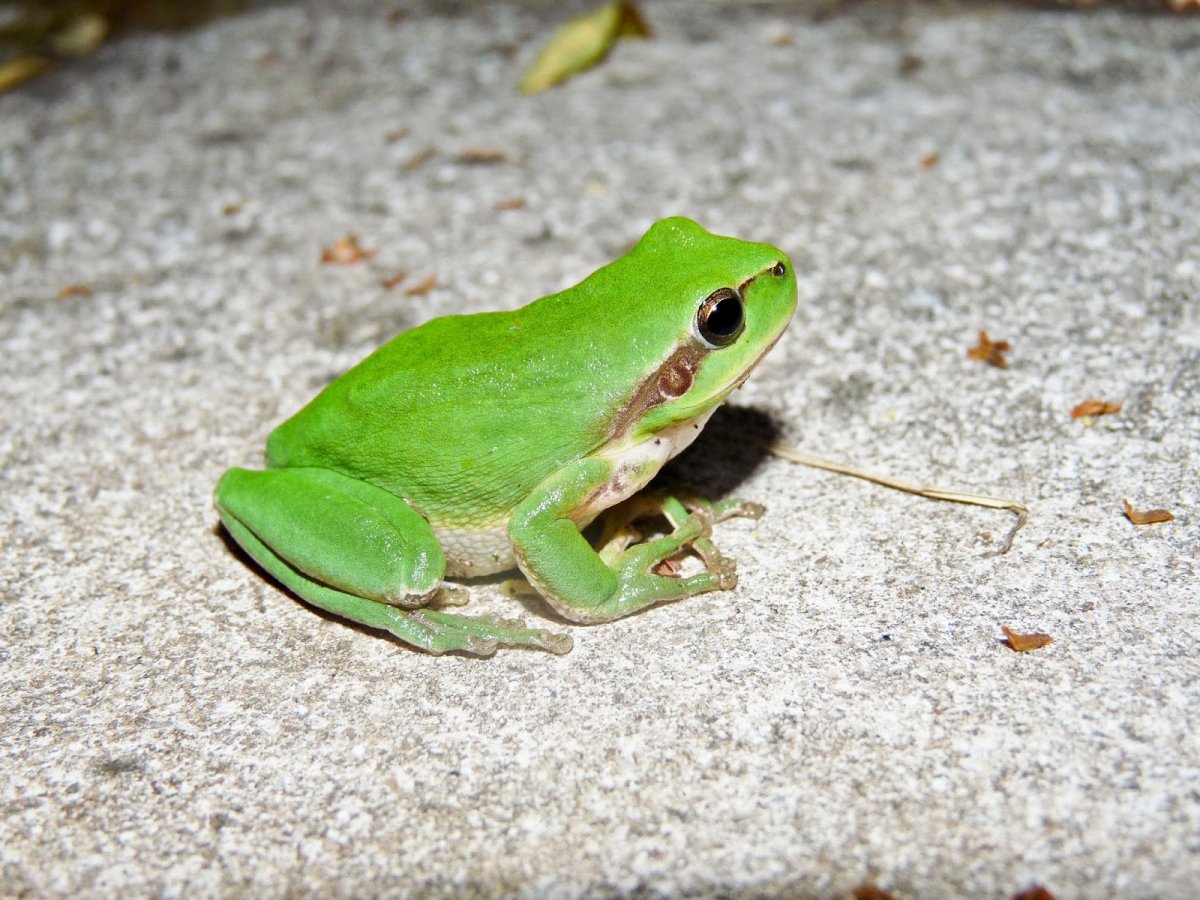 Королевская квакша