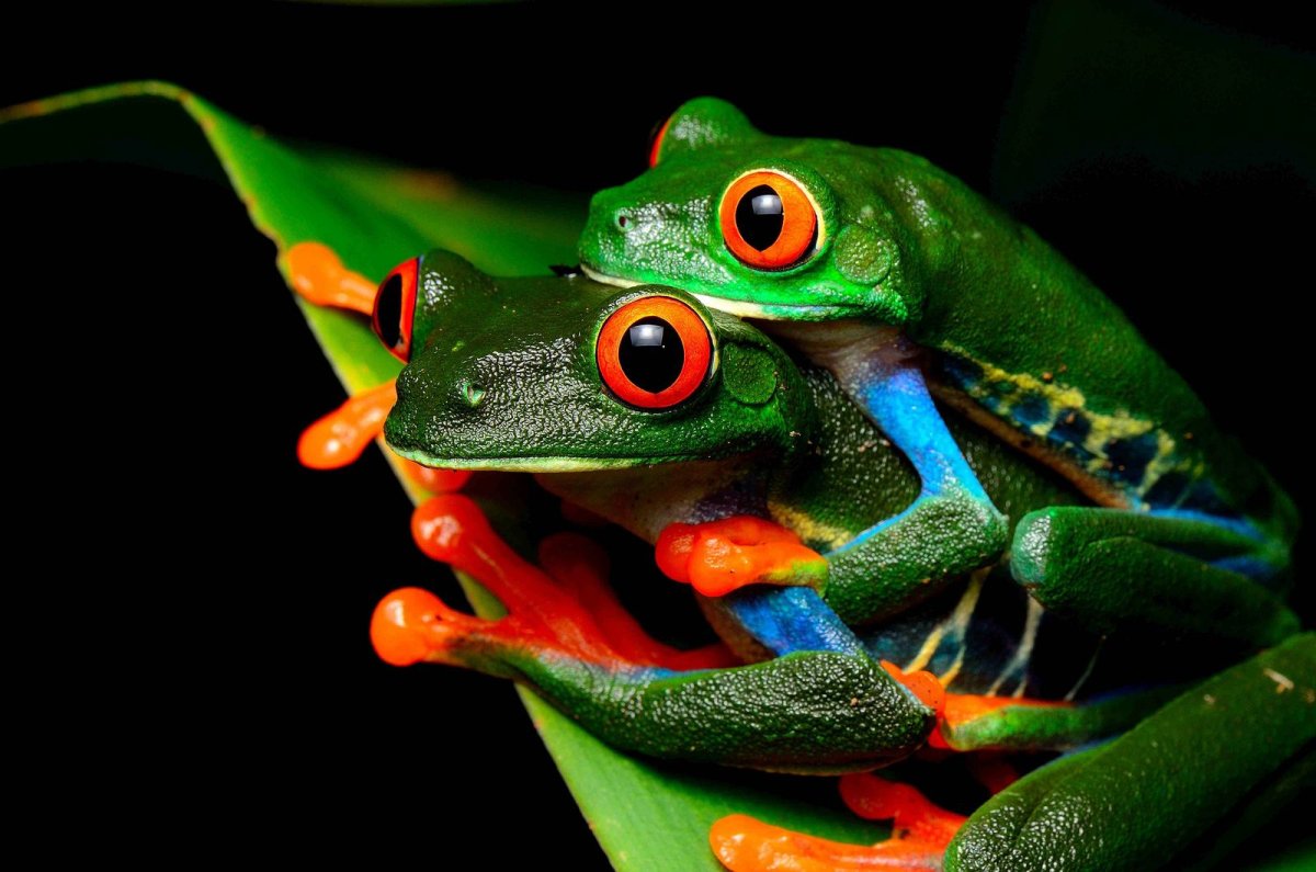 Черноглазая древесная лягушка