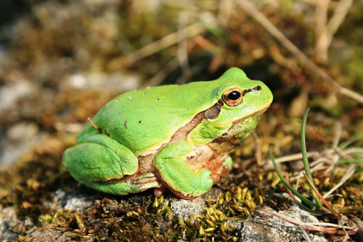 Квакша обыкновенная