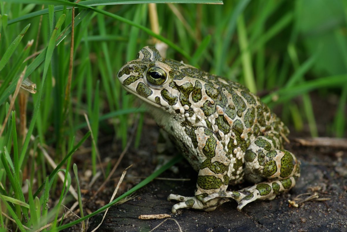 Зеленая жаба Bufo viridis