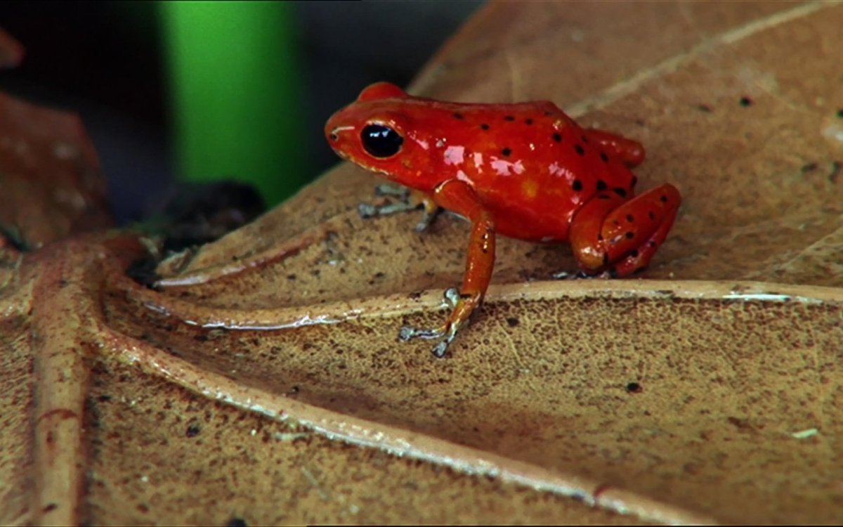 Красная жаба