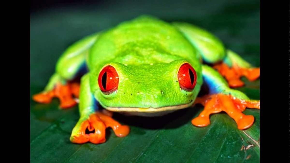 Красноглазая квакша