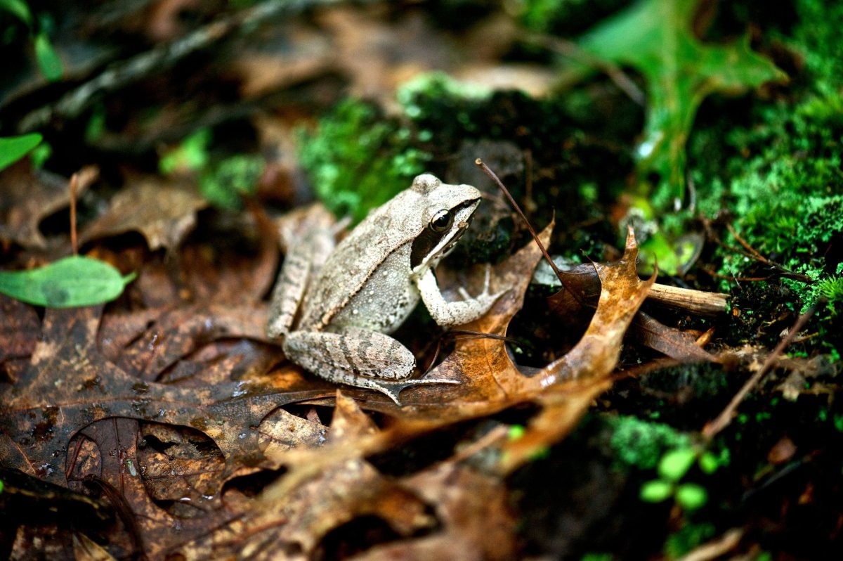 Лесная лягушка(Rana sylvatica) ареал