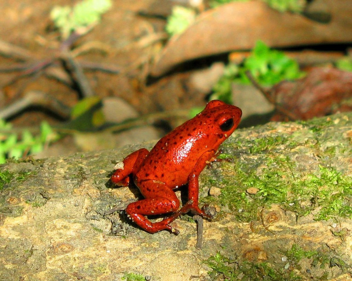 Томатный узкорот