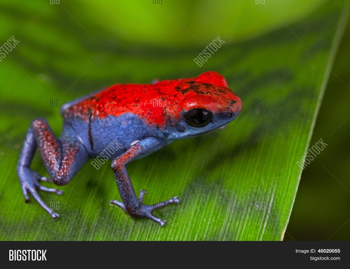 Красная Панама лягушка