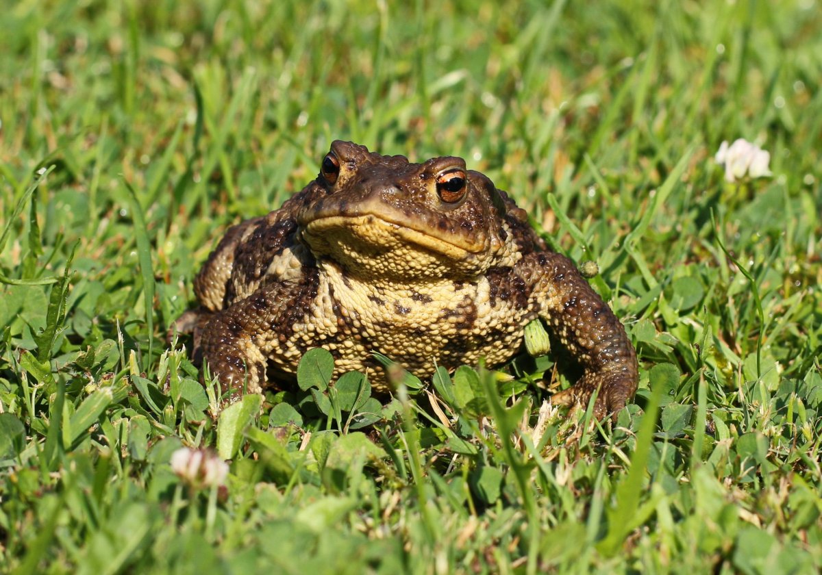 Жаба Бломберга