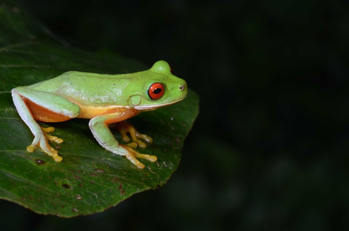 Жабовидная квакша Арлекин