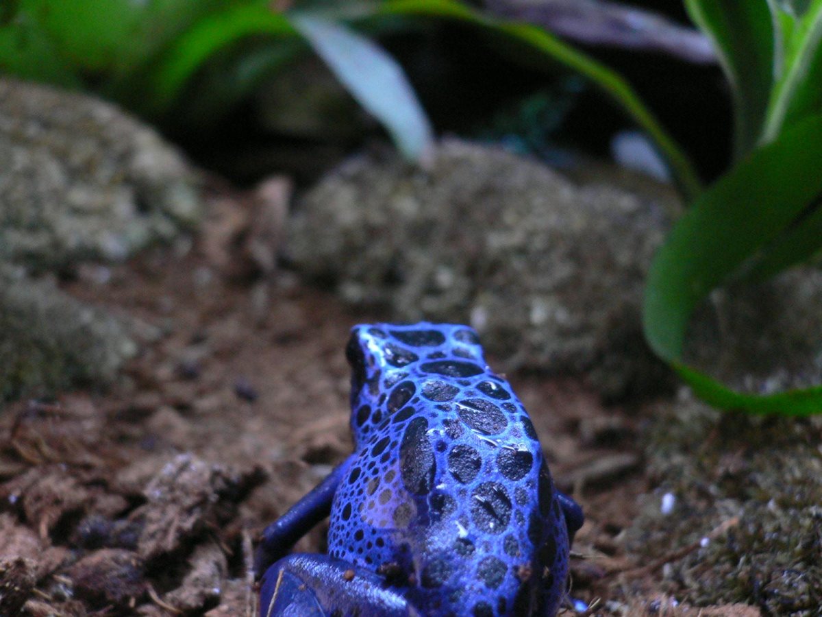 Земляная жаба