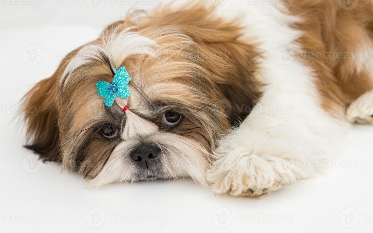 Грустная собака ши тцу