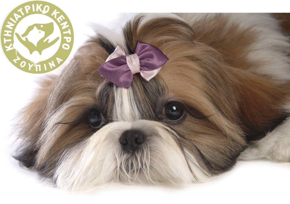 Ши тцу милые