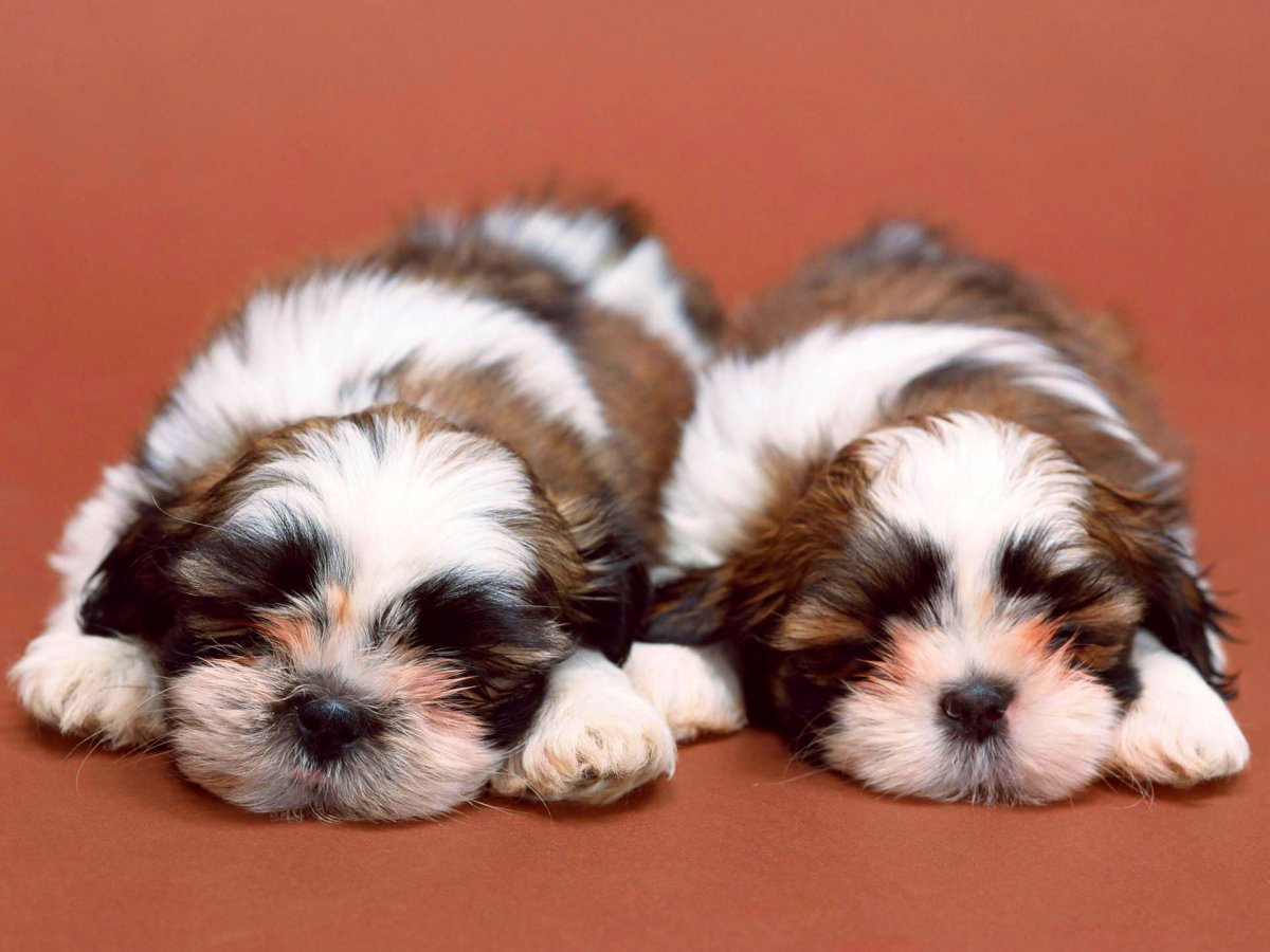 Милые ши тцу щенки