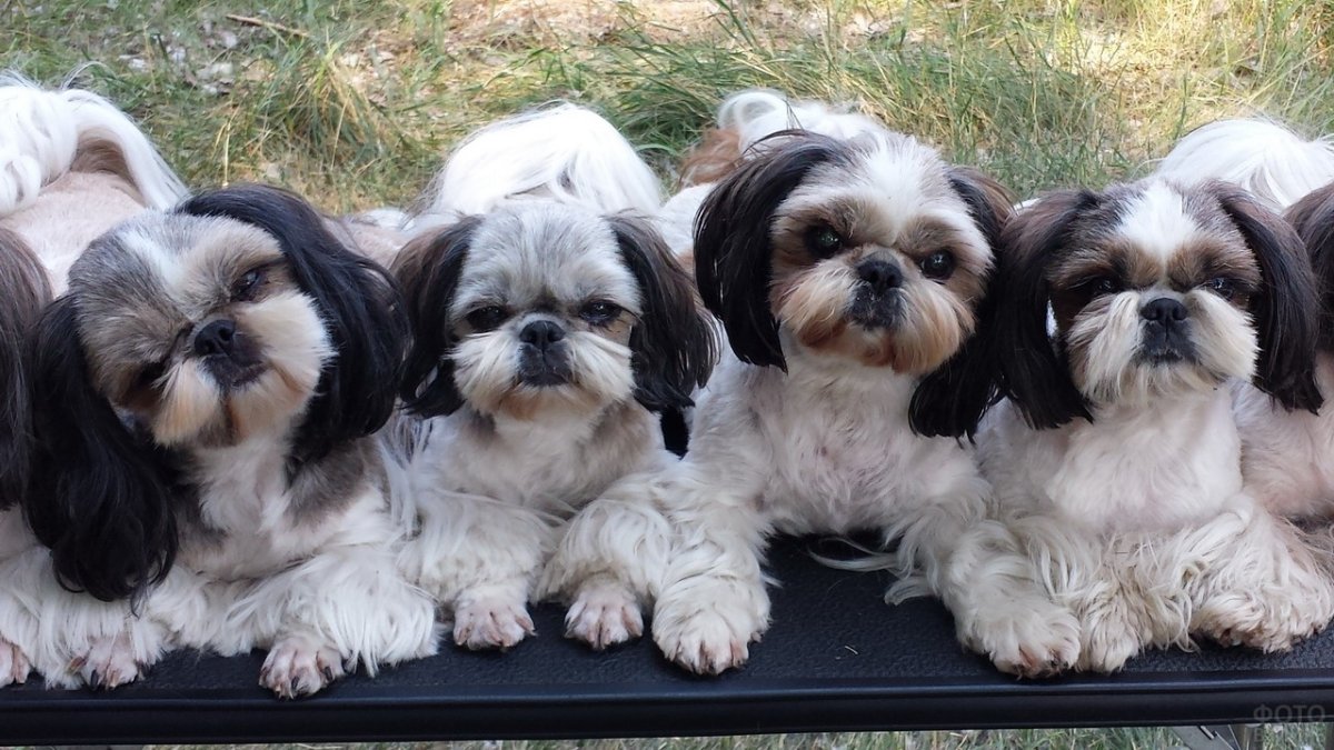Shih Tzu Puppies for sale near me