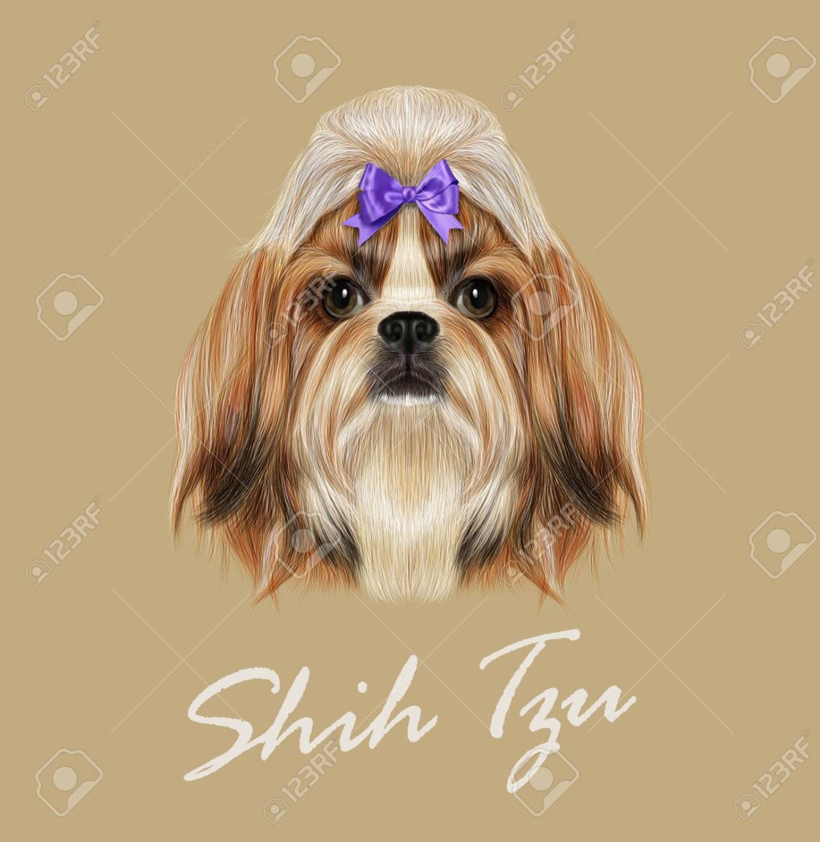 Рисунок девушки с собачкой ши тцу