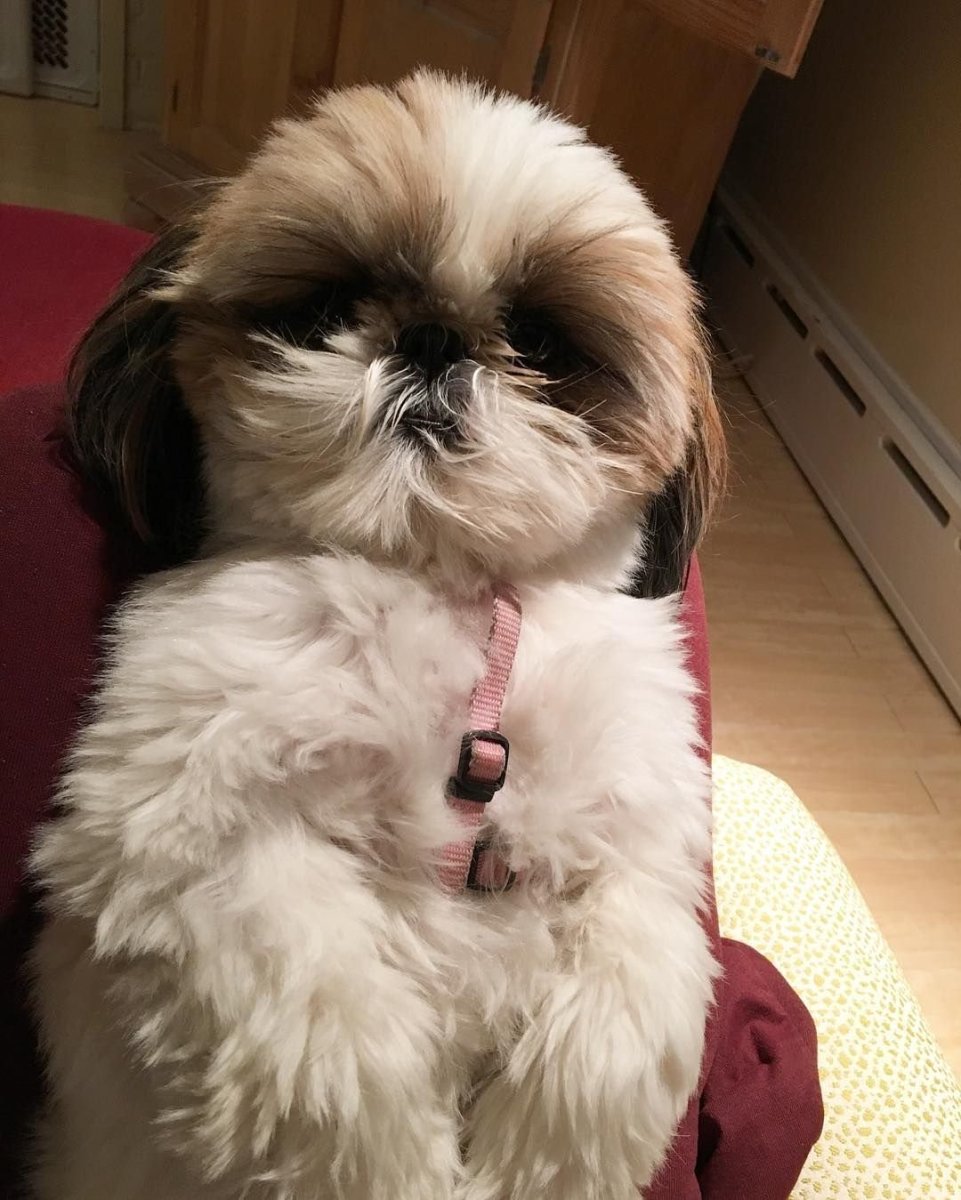 Ши тцу альбинос