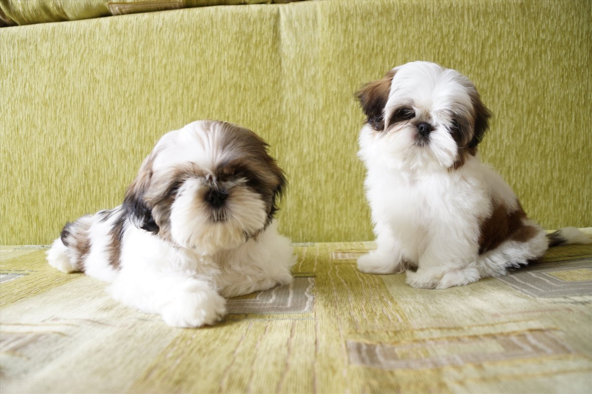 Фотография собаки шитцу