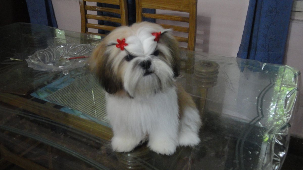 Ши тцу с голубыми глазами