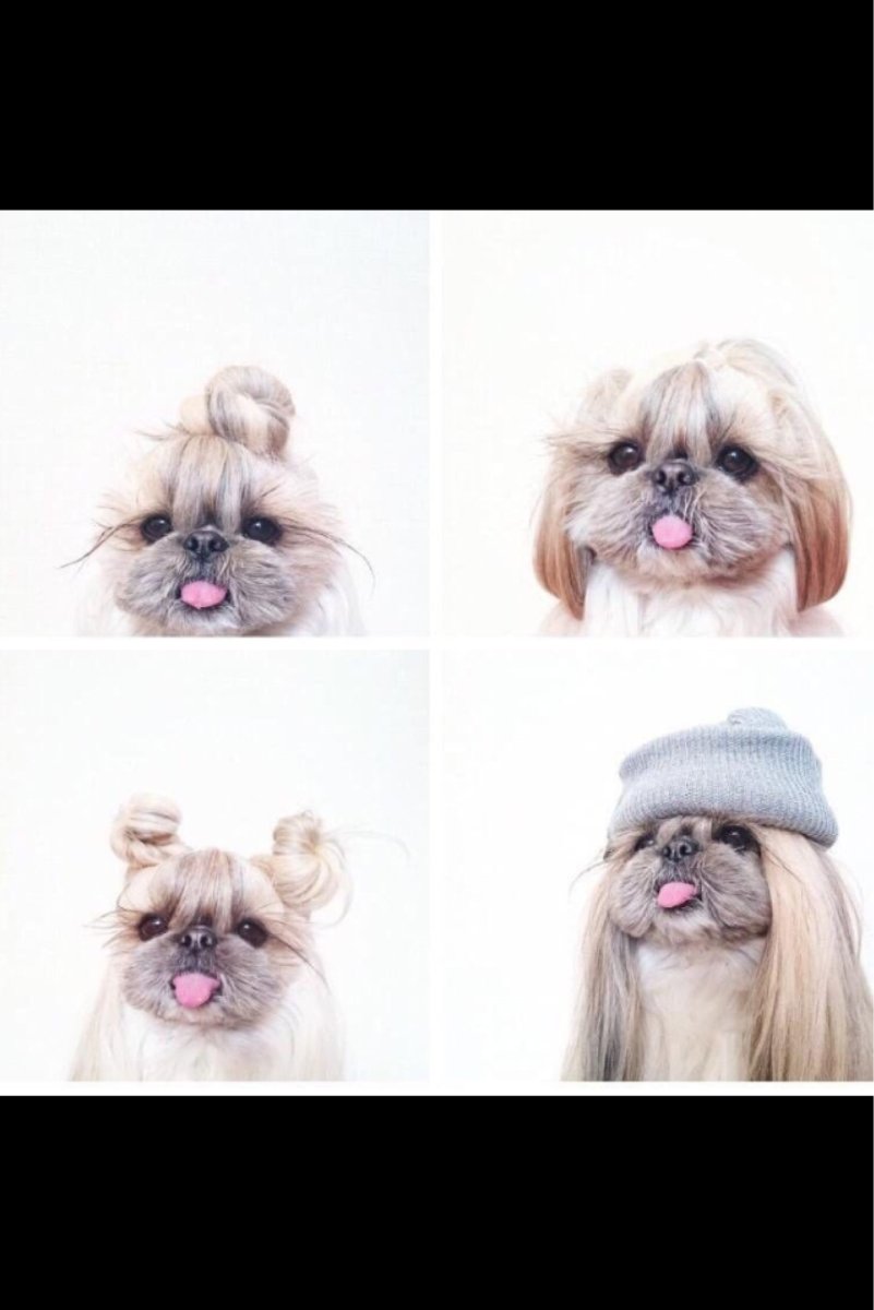 Ши-тцу или Йоркширский терьер