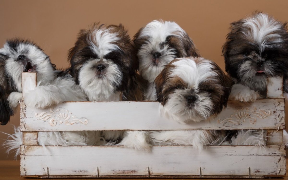 Мальтийская ши-тцу