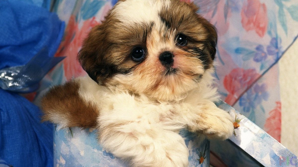 Ши тцу обои