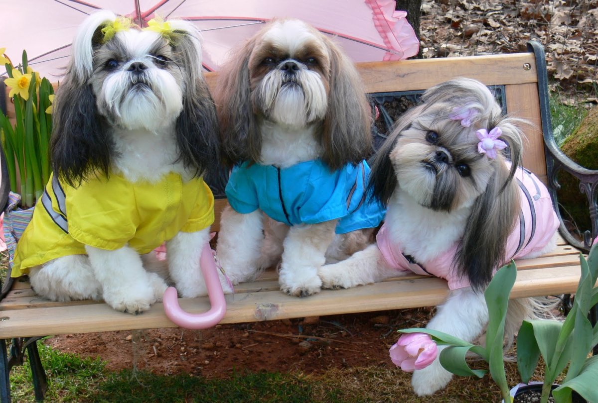 Ши тцу девочка и мальчик вместе в красивой одежде