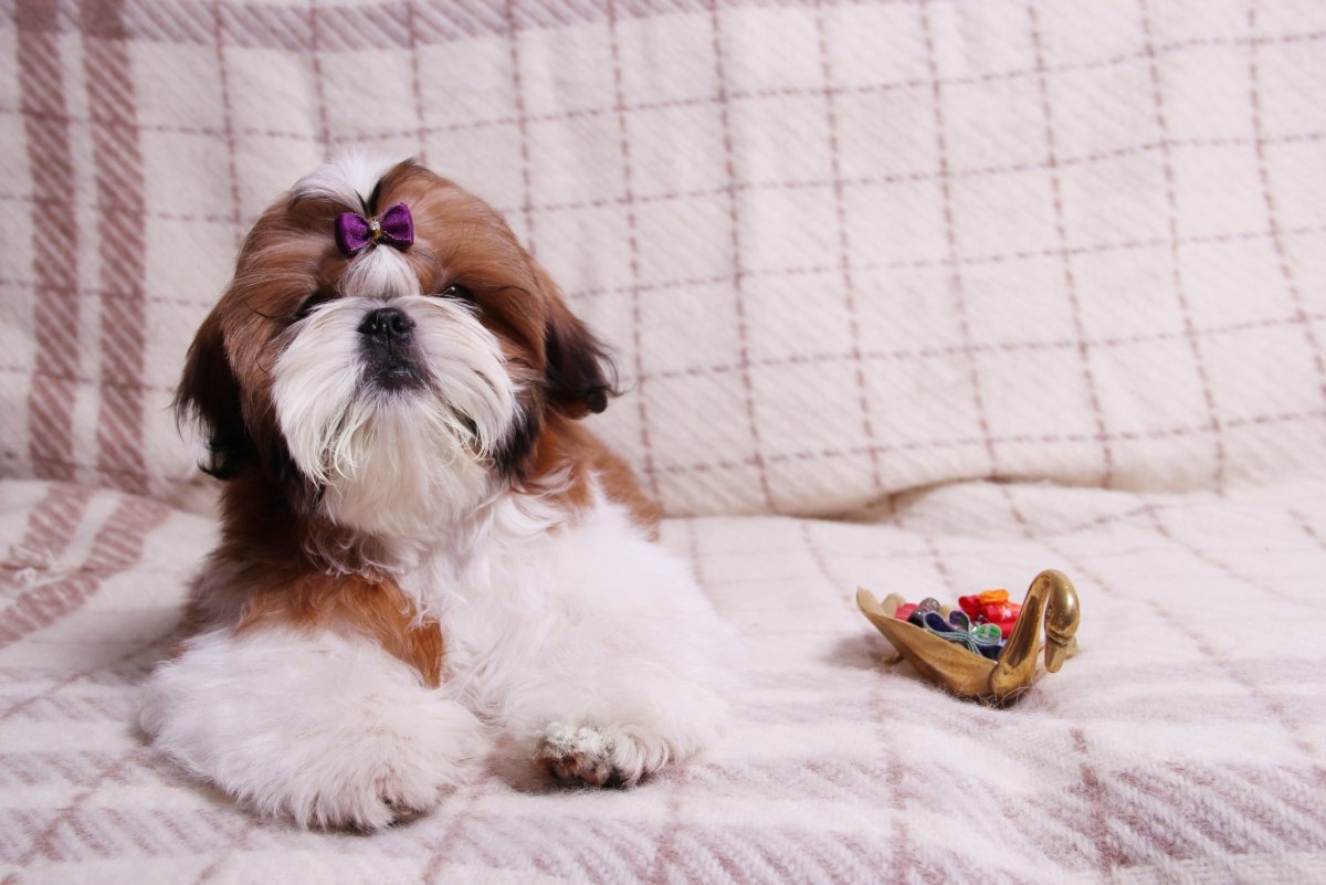 Ши тцу коричневого окраса