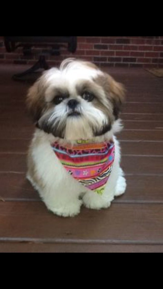 Веселые ши тцу