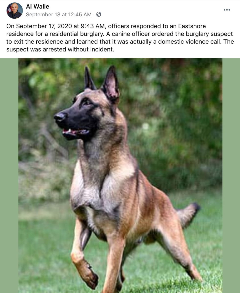 Бельгийская овчарка малинуа злая