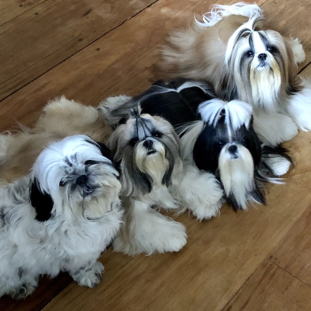 Ши тцу собака тибетских