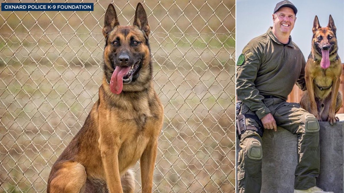 Бельгийская овчарка малинуа Эстетика в доме