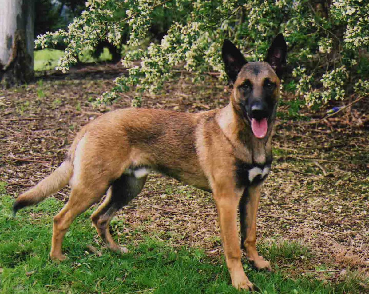 Малинуа и Хердер вместе