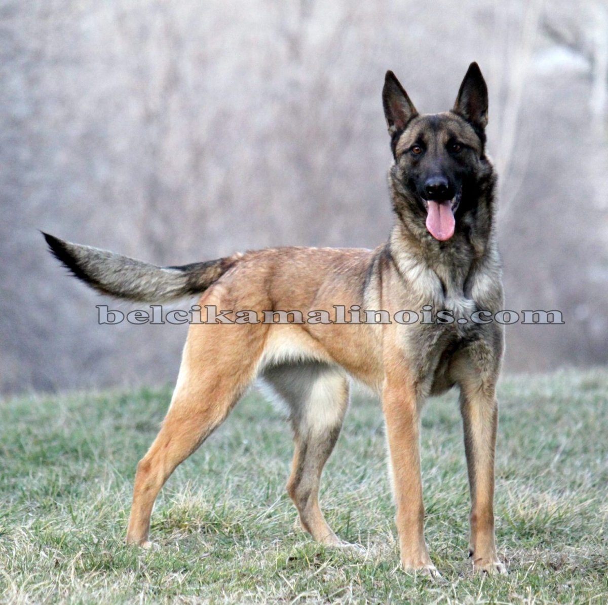 Малинуа Биг Рой