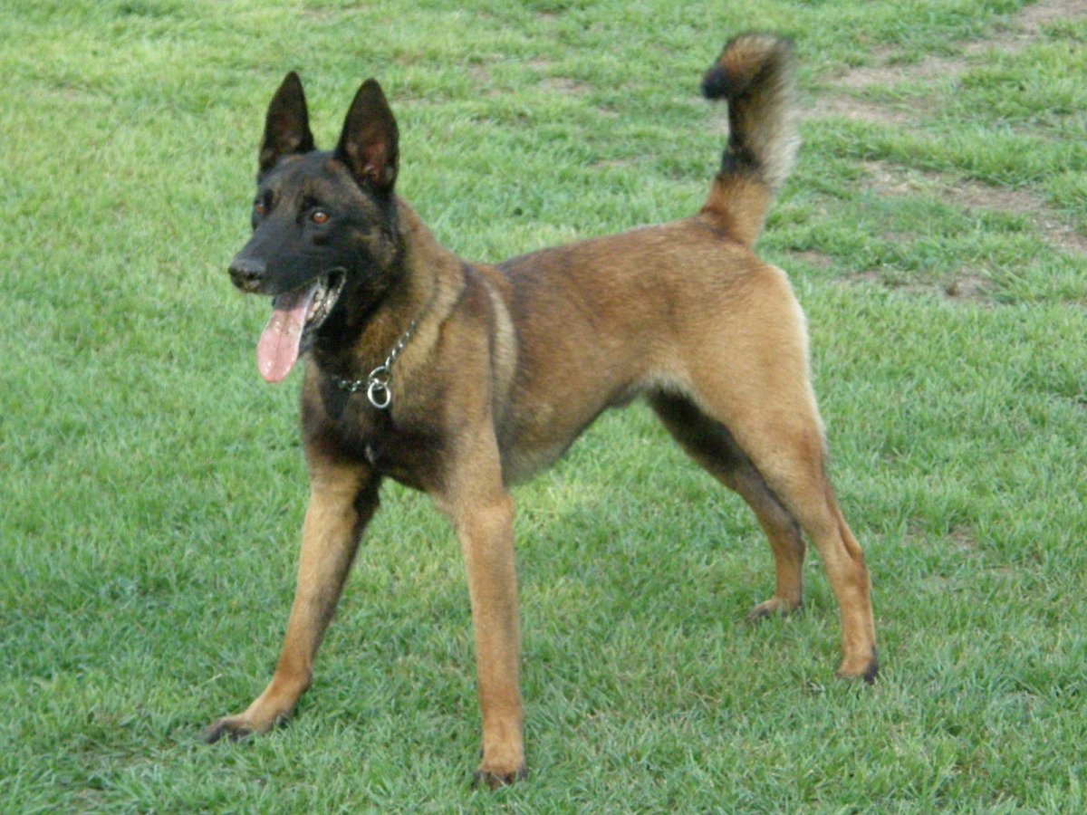 Малинуа Тайланда