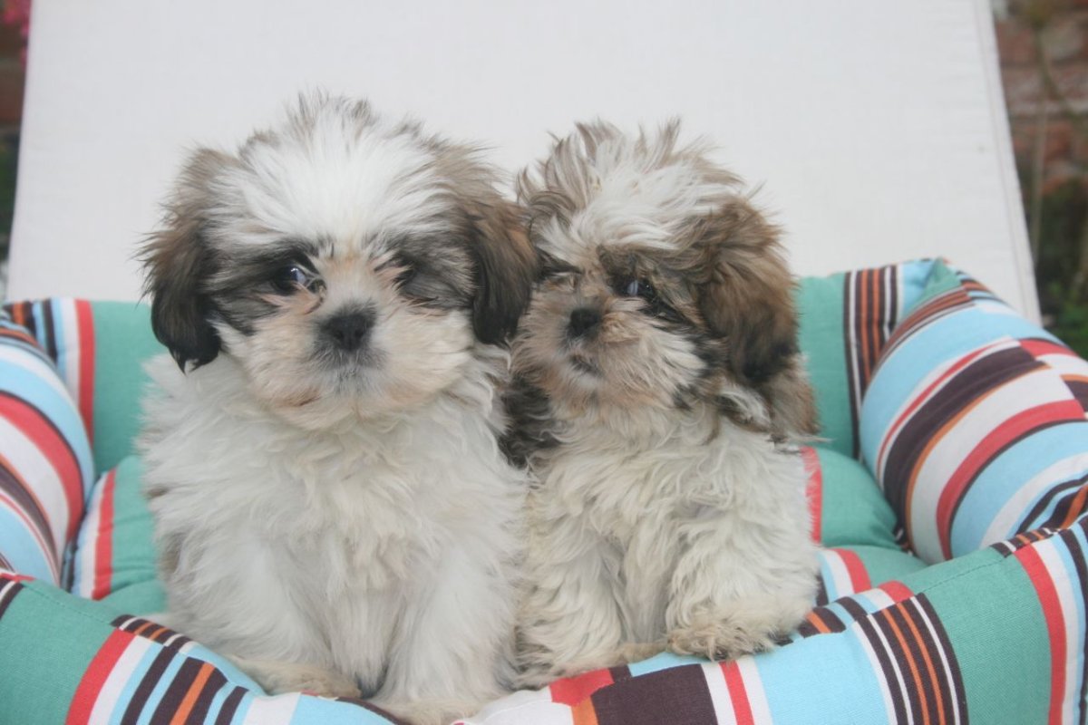 Ши тцу на рабочий стол