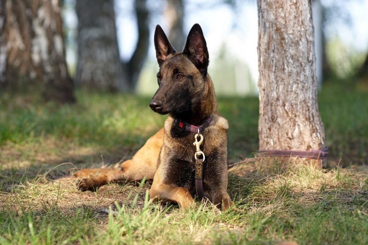 Малинуа Бельгийская овчарка персиковый