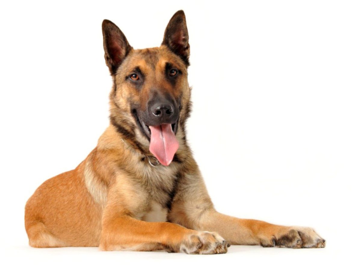 Малинуа щенки