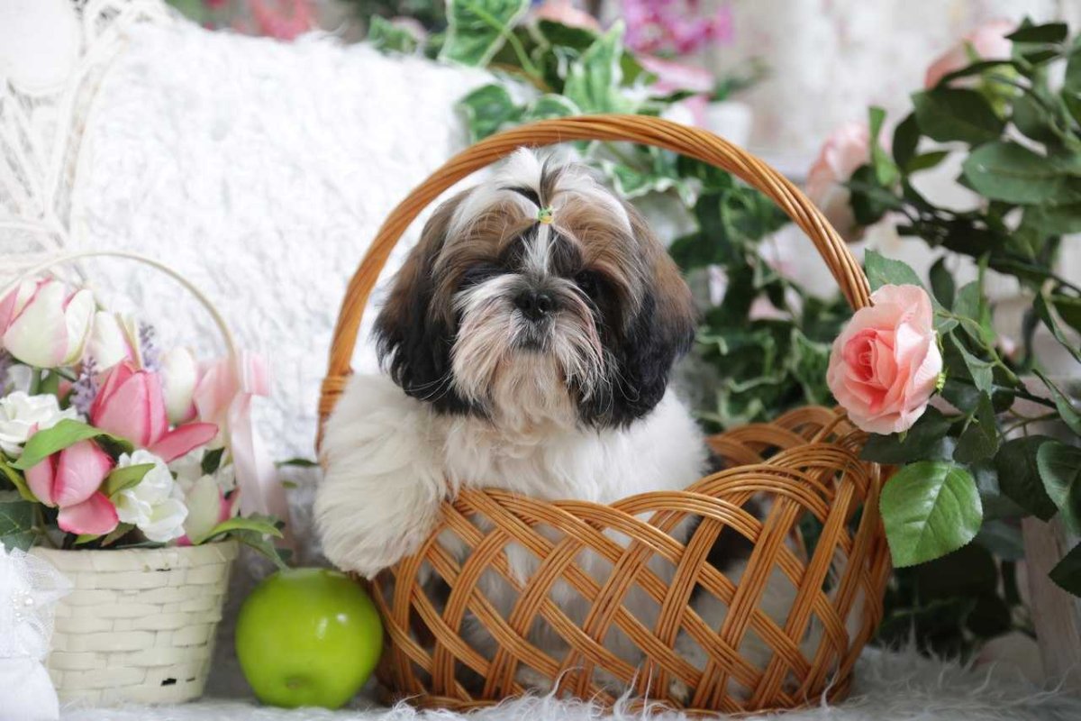 Диана ши тцу