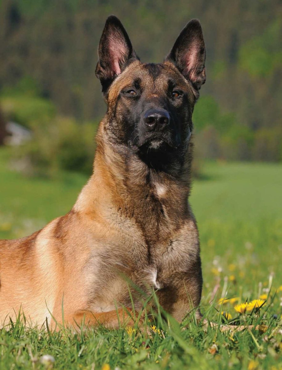 Бельгийский малинуа стандарт породы