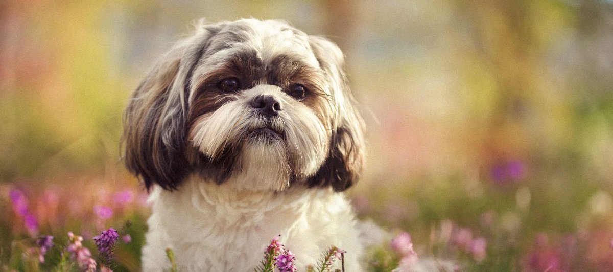 Шицу фул хд