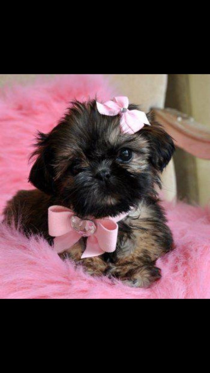 Самые милые собачки в мире фото