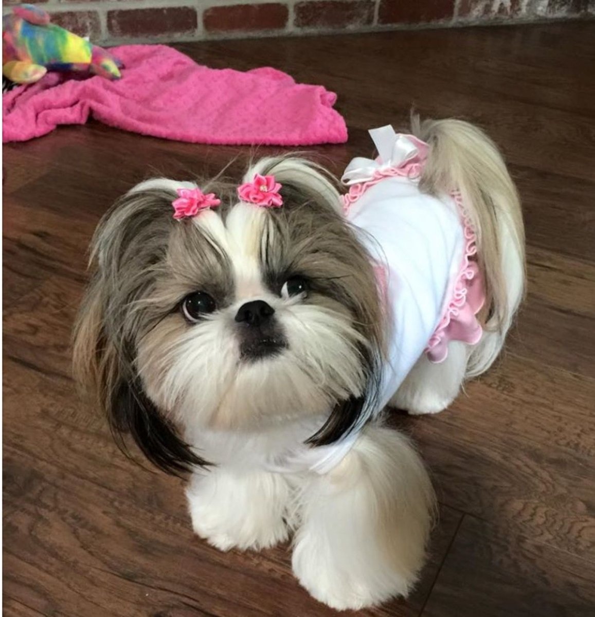 Стрижки маленьких ши тцу