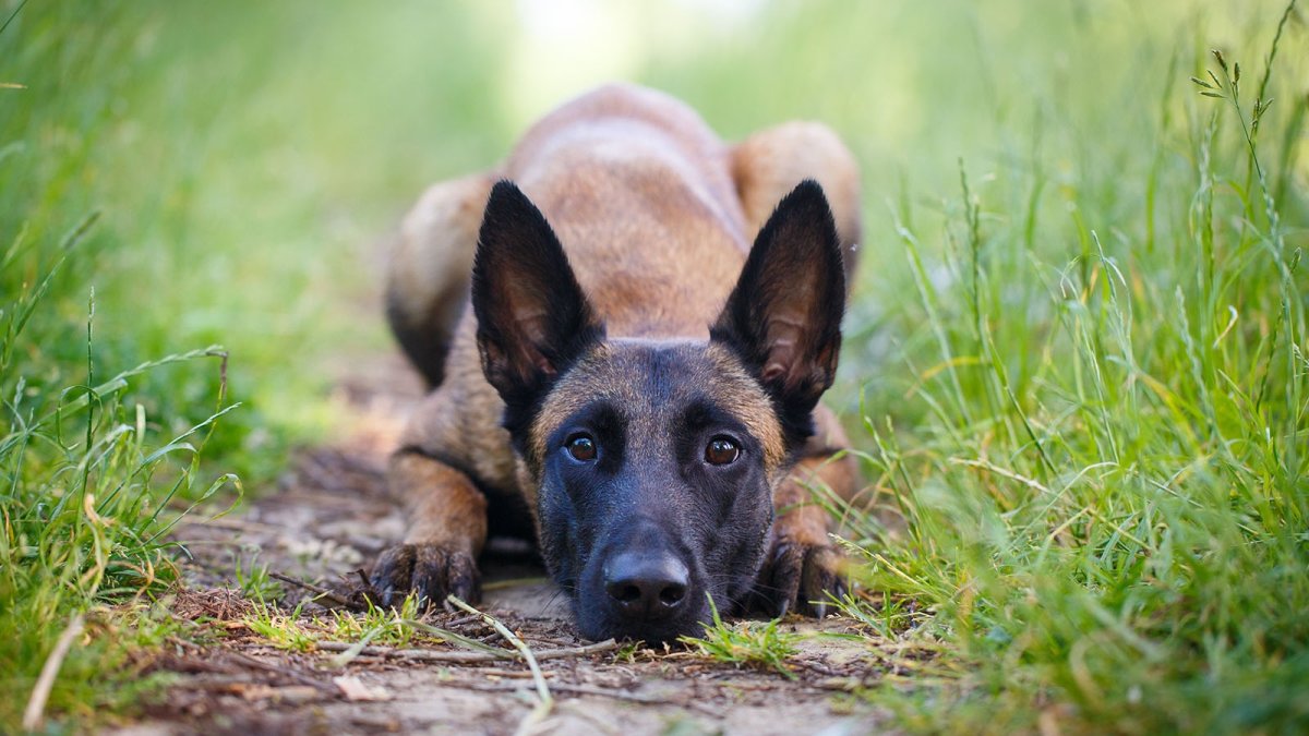 Малинуа черная с голубым глазом