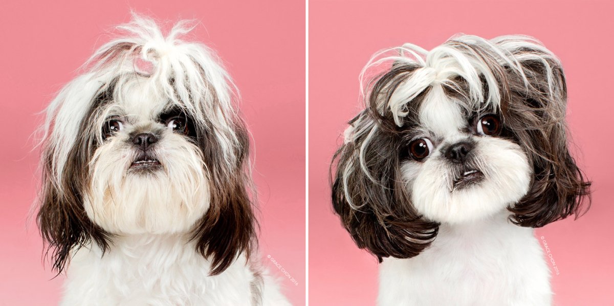 Щенки ши тцу до и после стрижки