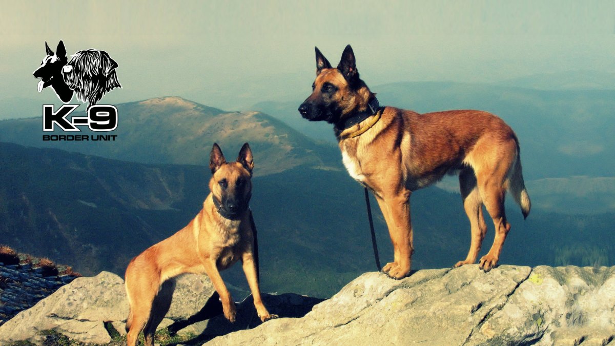 Бельгийская овчарка