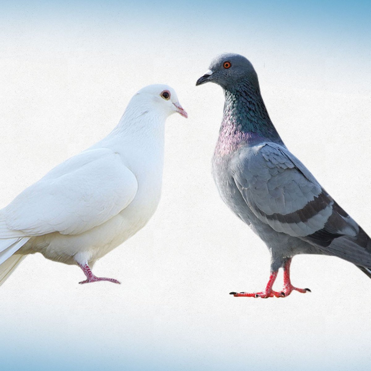 Минусы голубей. Pigeon от dove. Dove vs Pigeon. Dove Pigeon разница. Голубь бело серый.